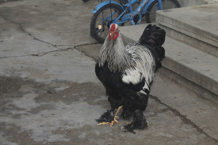 _MG_6616 - Cocosi brahma pentru 2015