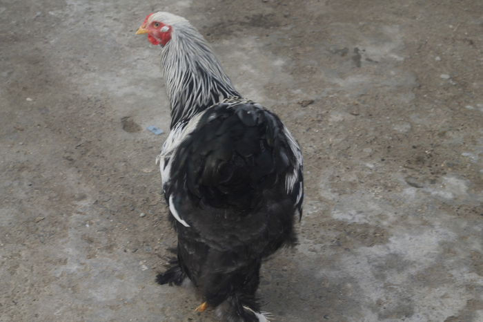 _MG_6617 - Cocosi brahma pentru 2015