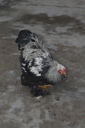 _MG_6619 - Cocosi brahma pentru 2015