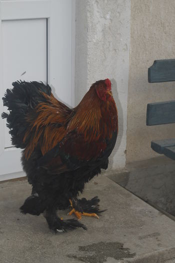 _MG_6626 - Cocosi brahma pentru 2015