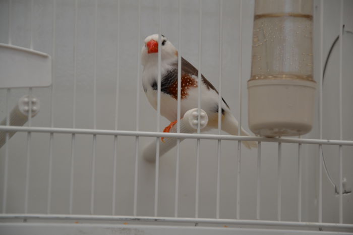 DSC_0317 - EXPOZITIE-2014- ZEBRA FINCH -ITALIA