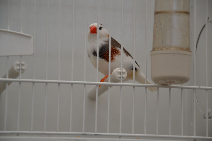 DSC_0318 - EXPOZITIE-2014- ZEBRA FINCH -ITALIA