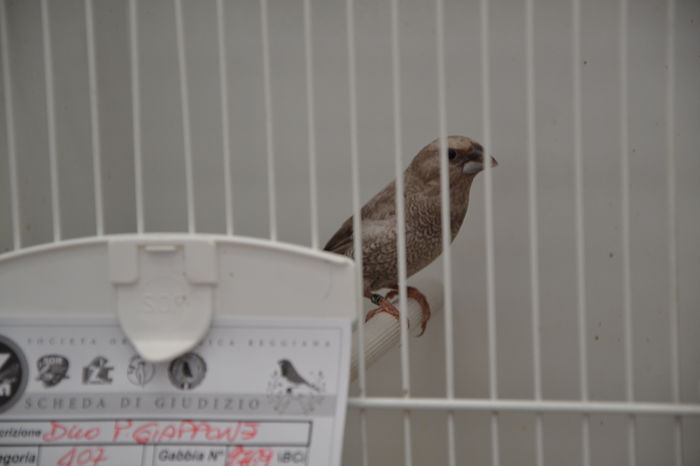 DSC_0320 - EXPOZITIE-2014- ZEBRA FINCH -ITALIA