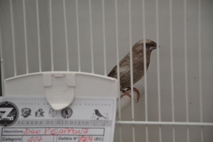 DSC_0322 - EXPOZITIE-2014- ZEBRA FINCH -ITALIA