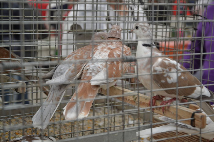 DSC_0284 - 2014-POZE NR 1