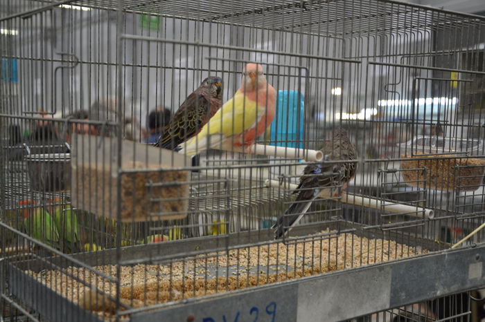 DSC_0293 - 2014-POZE NR 1