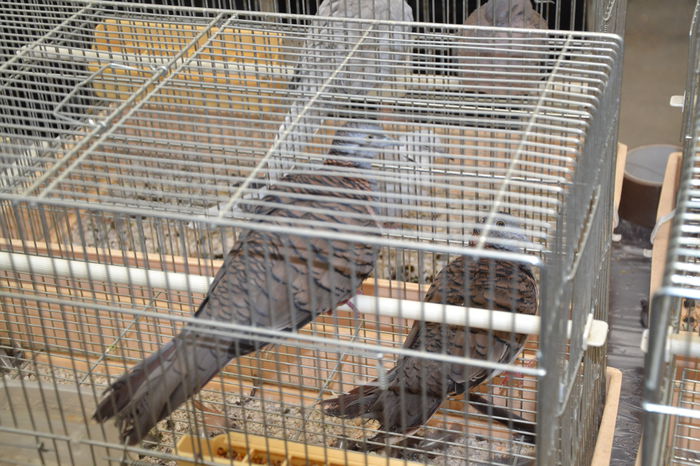 DSC_0321 - 2014-POZE NR 1