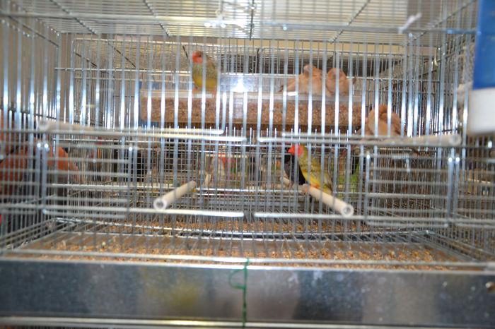 DSC_0352 - 2014-POZE NR 1