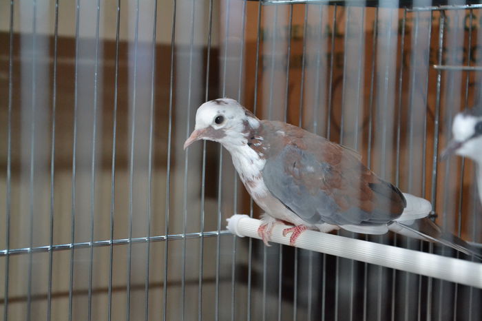 DSC_0337 - TURTURELE SENEGAL-SENEGAL DOVE