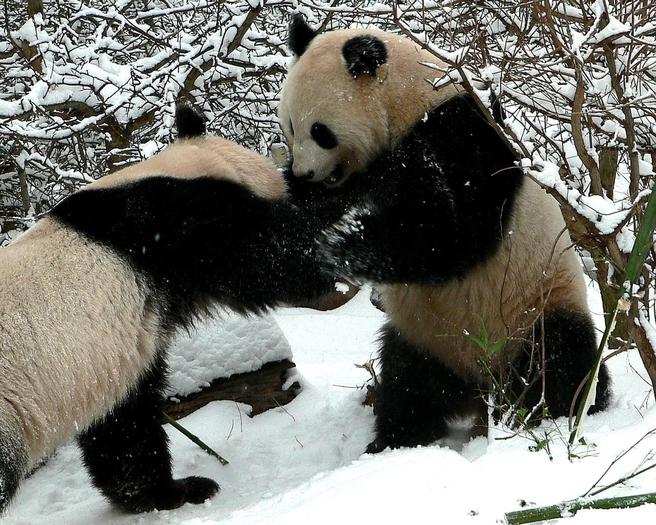 panda - ursi panda