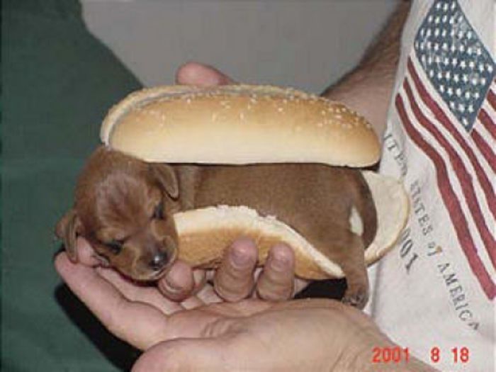 stapanul credea ca-i hotdog