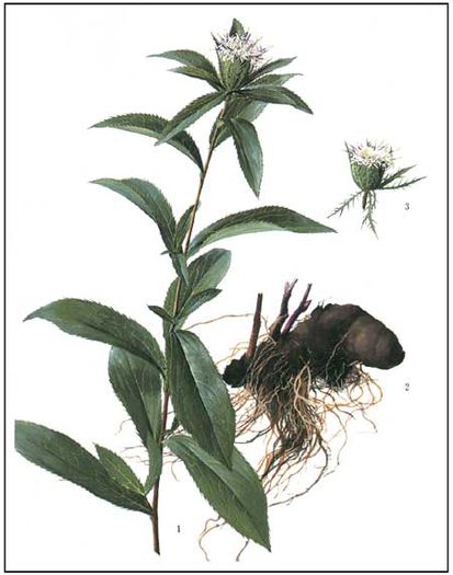 Atractylodes lancea - 2-de vanzare 2019-2020-SEMINTE IERBURI FOLOSITOARE SI PLANTE MEDICINALE RARE