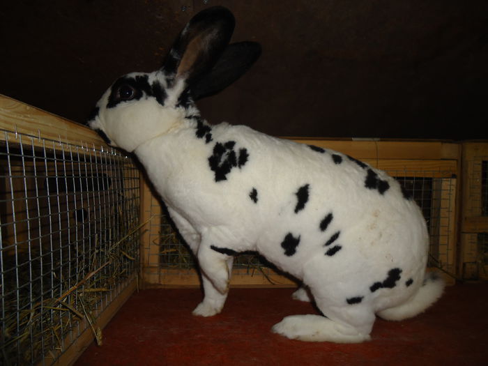 mascul dalmatian din febr. - Z poze aprilie 2015