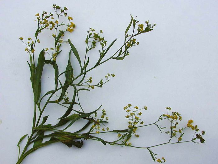 Bupleurum-falcatum - 2-de vanzare 2019-2020-SEMINTE IERBURI FOLOSITOARE SI PLANTE MEDICINALE RARE