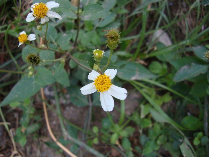 Bidens pilosa - 2-de vanzare 2019-2020-SEMINTE IERBURI FOLOSITOARE SI PLANTE MEDICINALE RARE