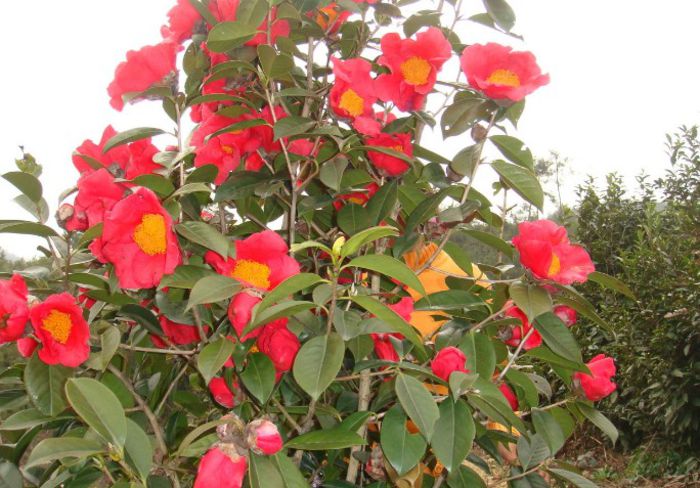 Camellia chekiangoleosa - ao-alte seminte rare