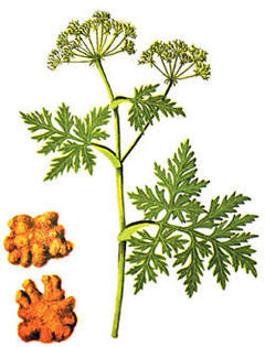 Ligusticum wallichii