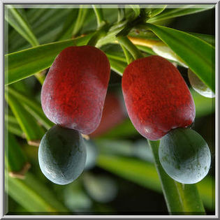 podocarpus macrophyllus