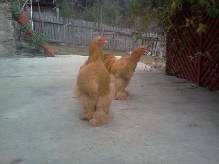 schimb cocos conchinchina galben