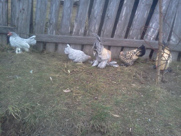 IMG1054 - gainile mele