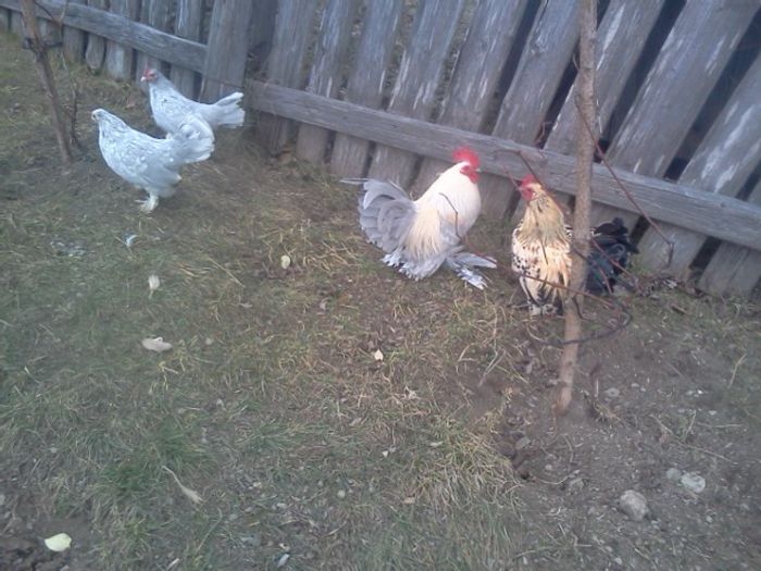 IMG1055 - gainile mele