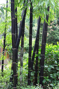 Bambusa lako - e-bambus pentru gradina Romania