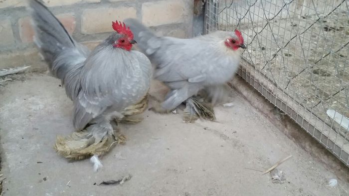 image - BelgiumLibiaShipment2014DEC22