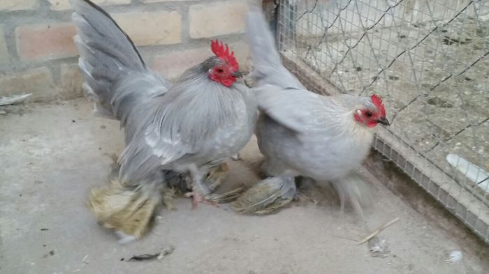 image - BelgiumLibiaShipment2014DEC22