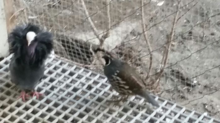 image - BelgiumLibiaShipment2014DEC22