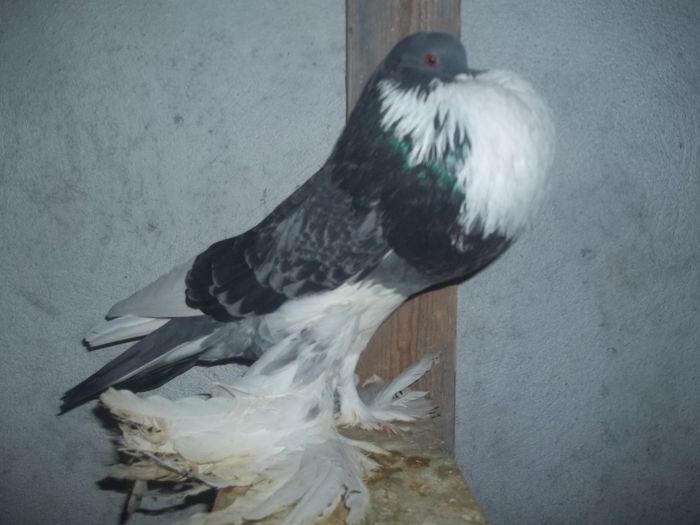 100_0872 - Copy - Gusati de pomerania  2015