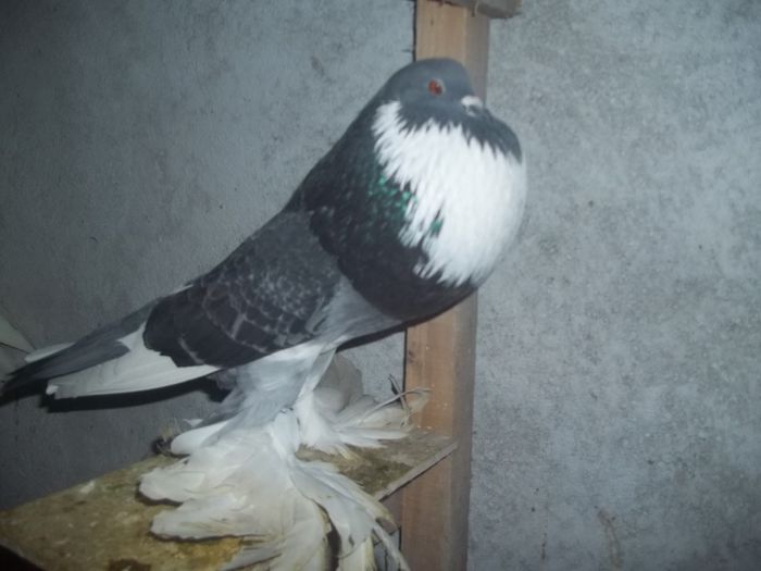 100_0930 - Gusati de pomerania  2015