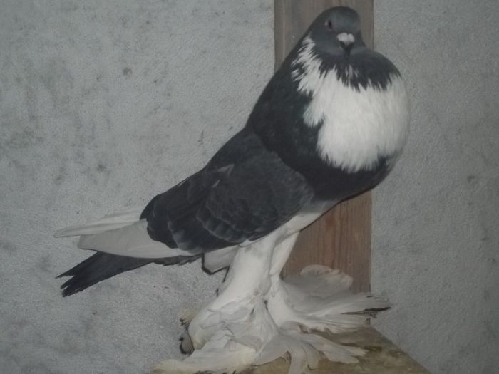 fem 2010 - Gusati de pomerania  2015