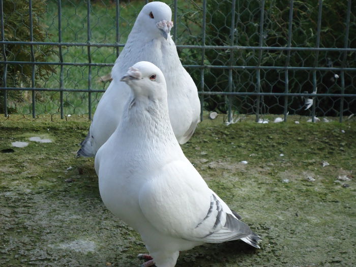 M-2011-388&F-2011-2846