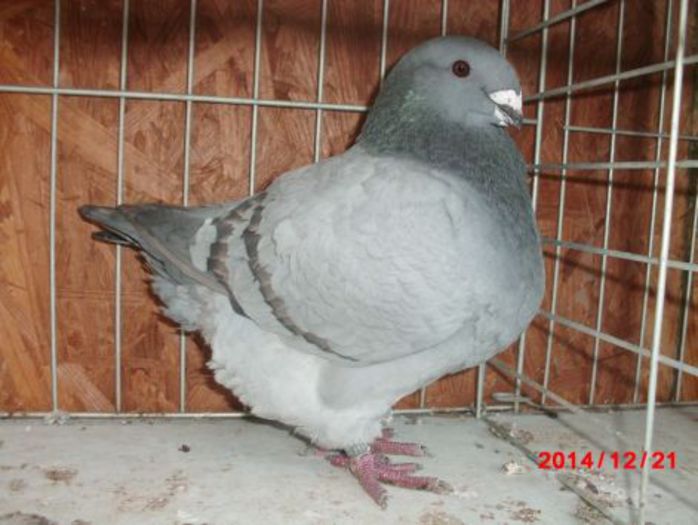 2014 FEM 3111 H 220 REZ TIGER