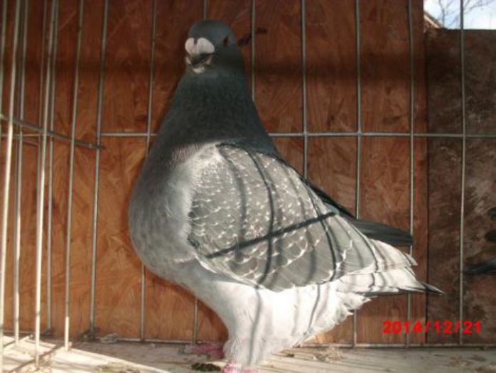 2013 MASC 1388 H 220 REZ AFRAPT