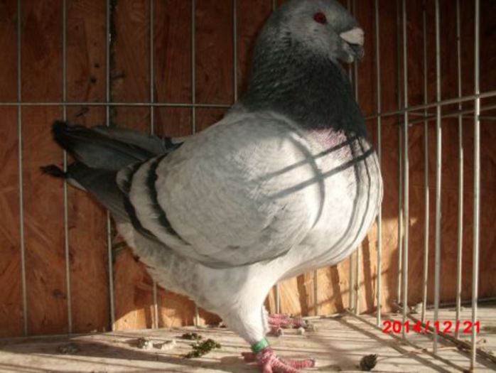 2013 MASC 1394 H 220 Rezervat  augustin