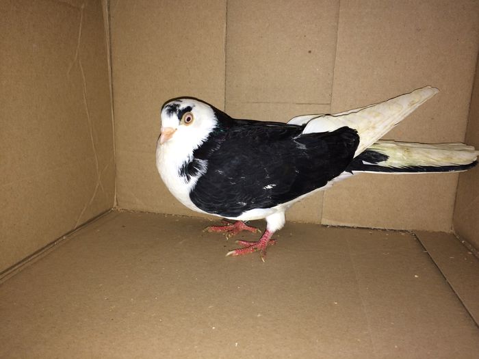 F 2014 - Plecați ALBUM 1