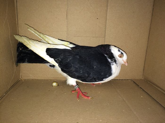 F 2014 - Plecați ALBUM 1