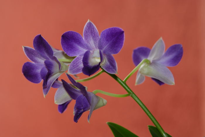 Sankol Blue - Dendrobium phalaenopsis