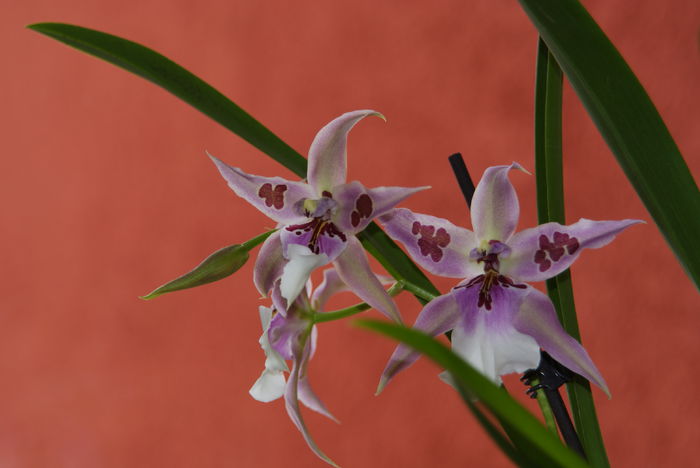 Beallara Peggy Ruth Carpenter