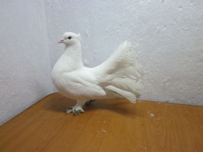 vinduta lui Alexraisa