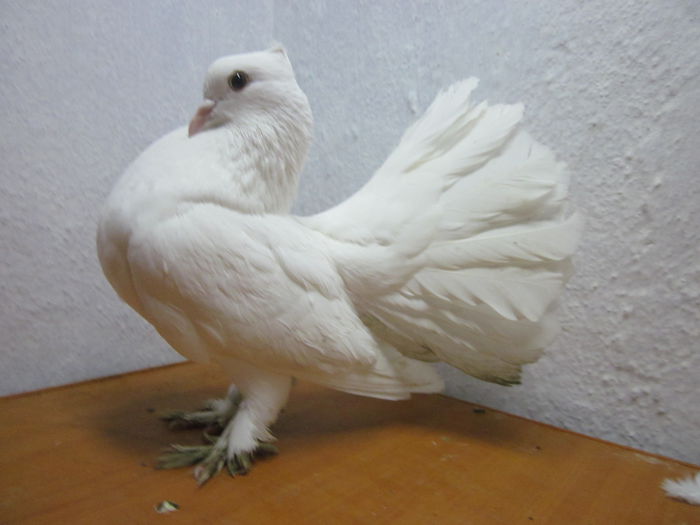 mascul vindut lui Alexraisa