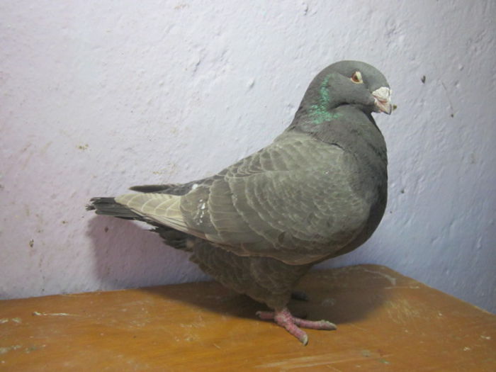 femela vinduta lui Alexraisa