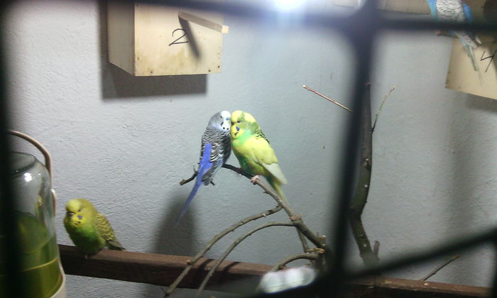  - PAPAGALI PERUSI  NIMFE CAPRE