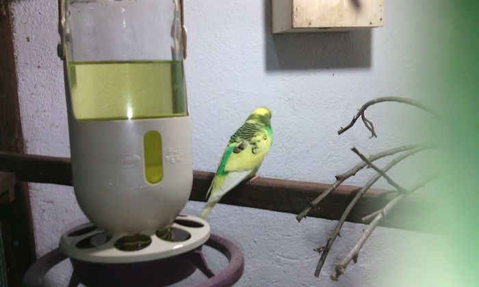  - PAPAGALI PERUSI  NIMFE CAPRE