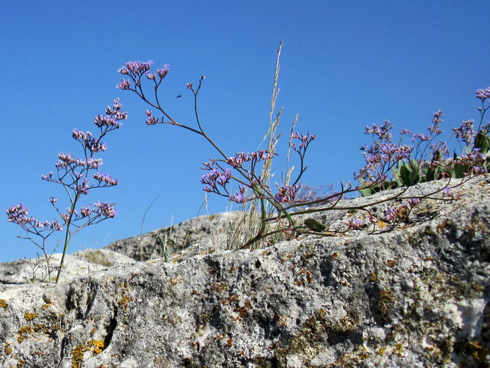 Rusalca, flori de stanca
