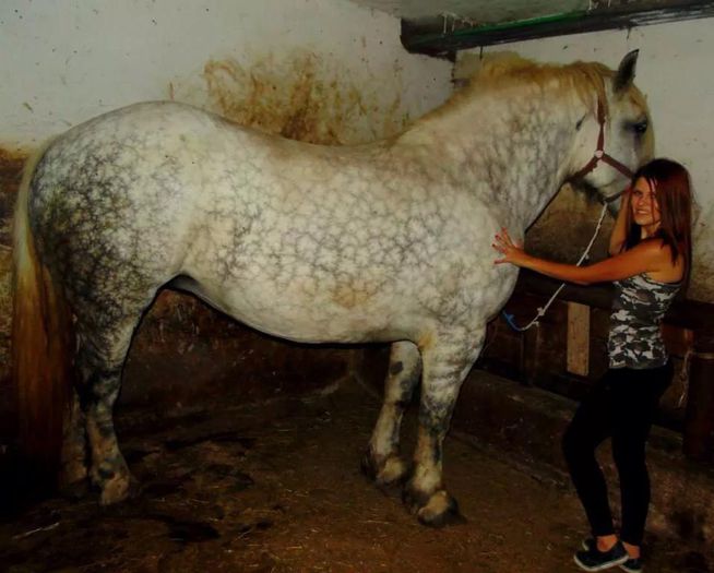 10872098_900600566651030_404391606_n