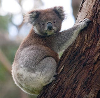 250px-Koala_climbing_tree - ursuleti koala