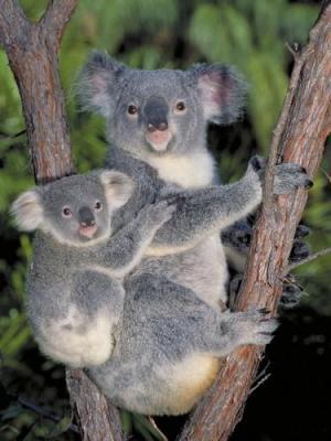 Anonymous-Koala-Bears-227394 - ursuleti koala
