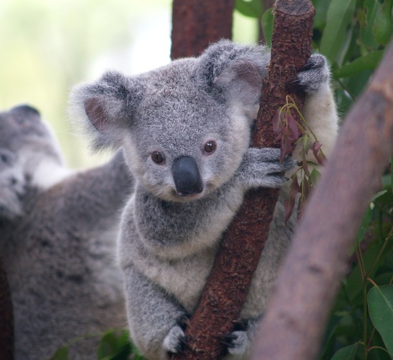 Cutest_Koala - ursuleti koala